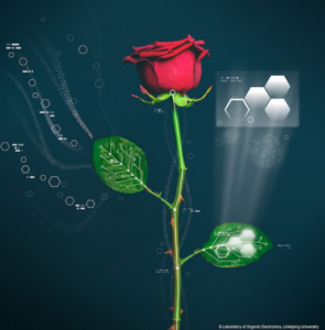 Wiring plants with electronics would make it possible to combine electric signals with the plant’s own chemical processes. [Linköping University] 