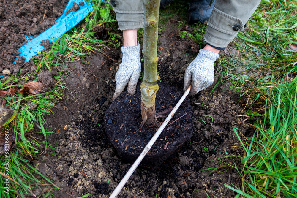 Man planting a tree