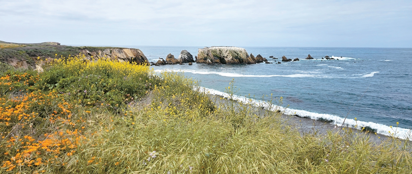 Wildflowers and waves at Point Buchon during a Memorial Day weekend coastal trip