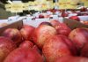 Is Your Salad Toxic? PFAS in Produce Found Across California PFAS in Produce